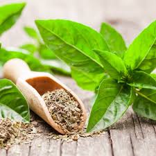 Basil
